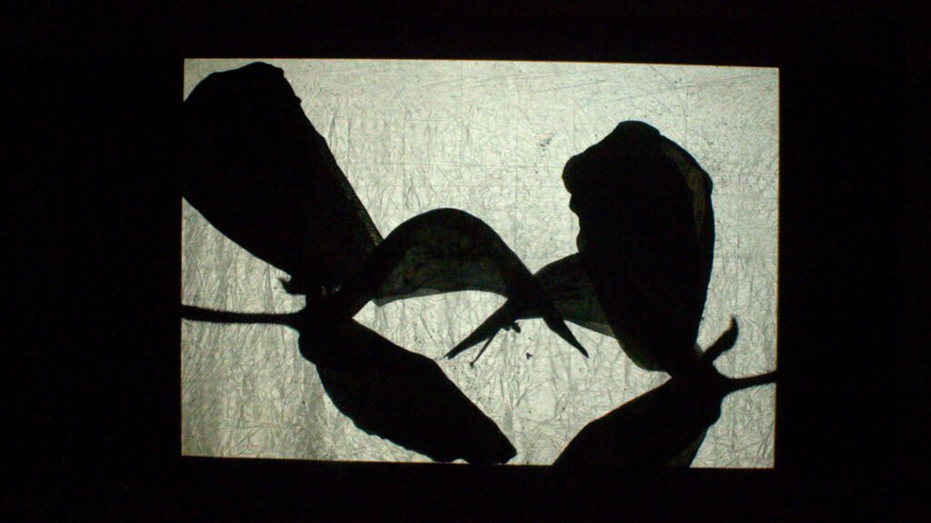 pareidolia expanded cinema 01
